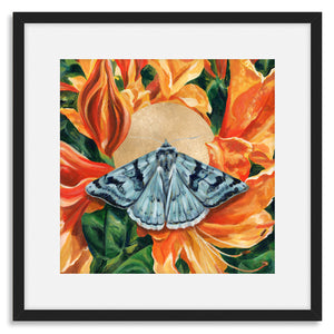 cerulean looper moth orange rhododendron art print black frame
