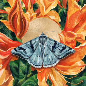 cerulean looper moth orange rhododendron art print