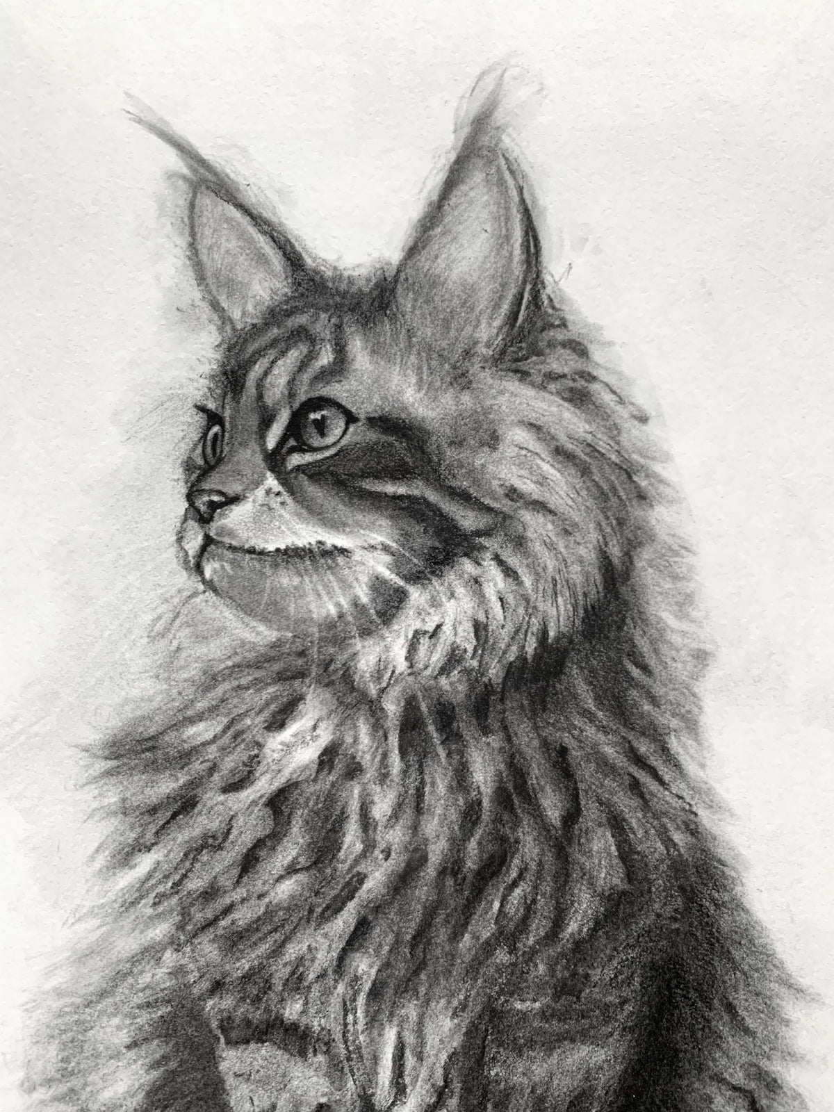cat charcoal drawing detail