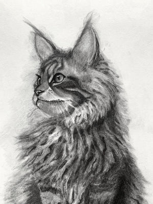 cat charcoal drawing detail