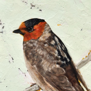 cliff swallow bird painting detail