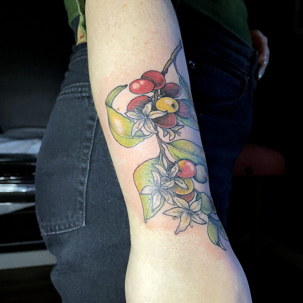 coffee plant color tattoo on forearm by Cass Brown
