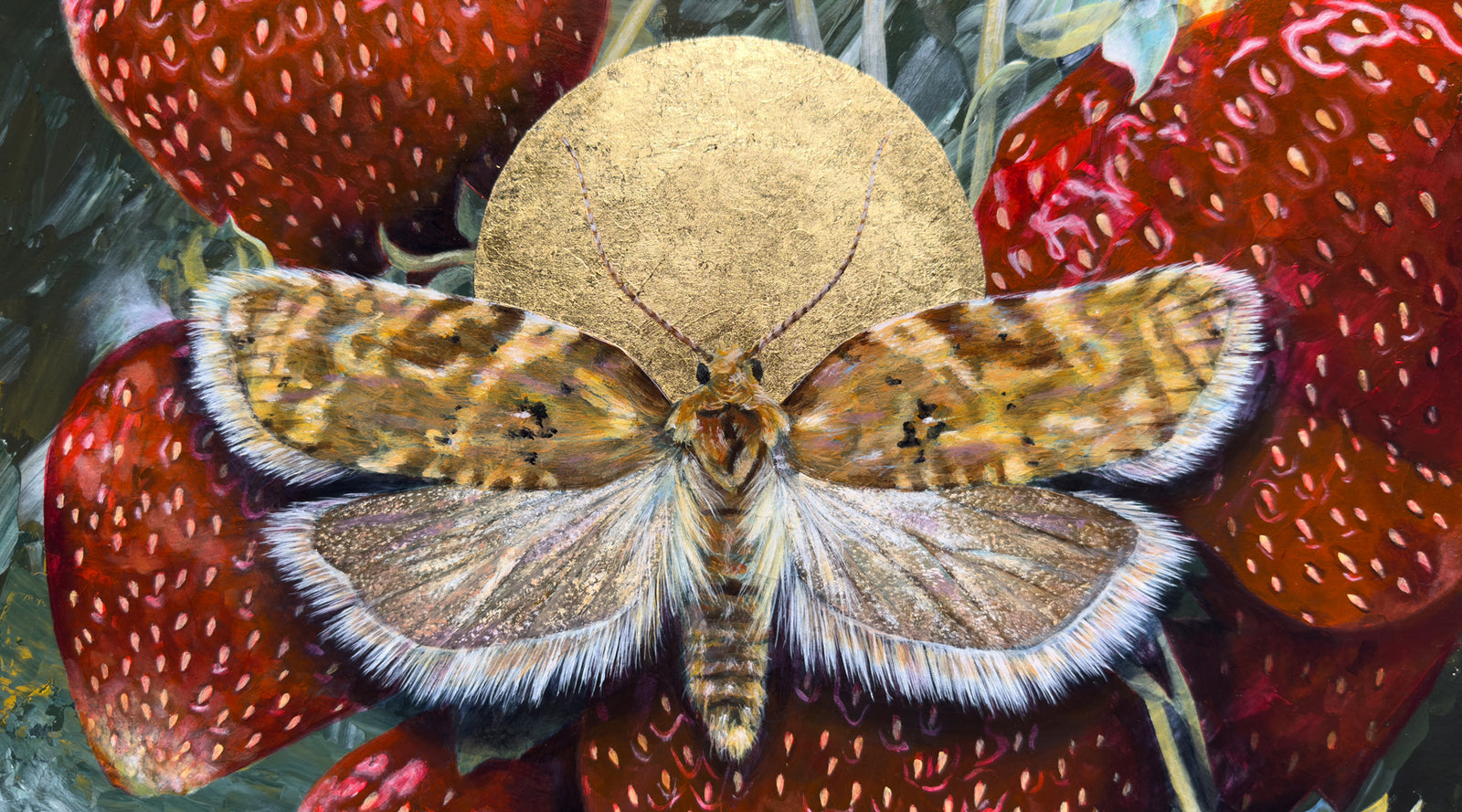 collect Aimee Schreiber moth paintings