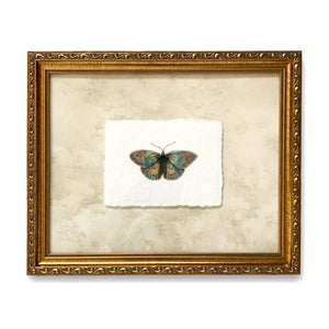 common alpine butterfly painting on deckled edge paper in gold frame