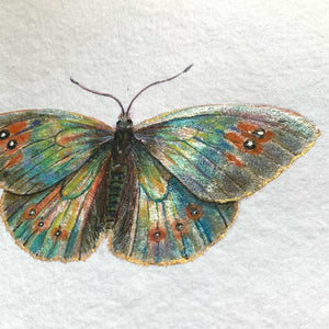 colorful common alpine butterfly painting shimmer detail