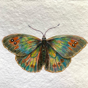 colorful common alpine butterfly painting on paper