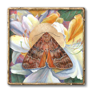 copper underwing moth rhododendron art print in gold frame