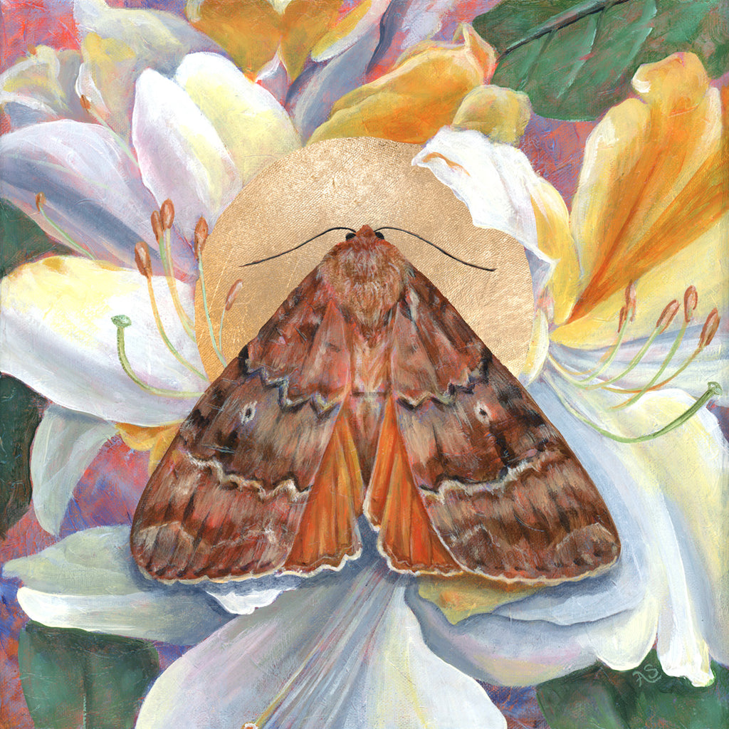 Copper Underwing Moth Art Print | Moth & White Rhododendron Art