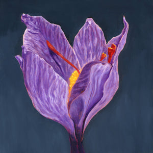 crocus flower saffron art print purple flower artwork