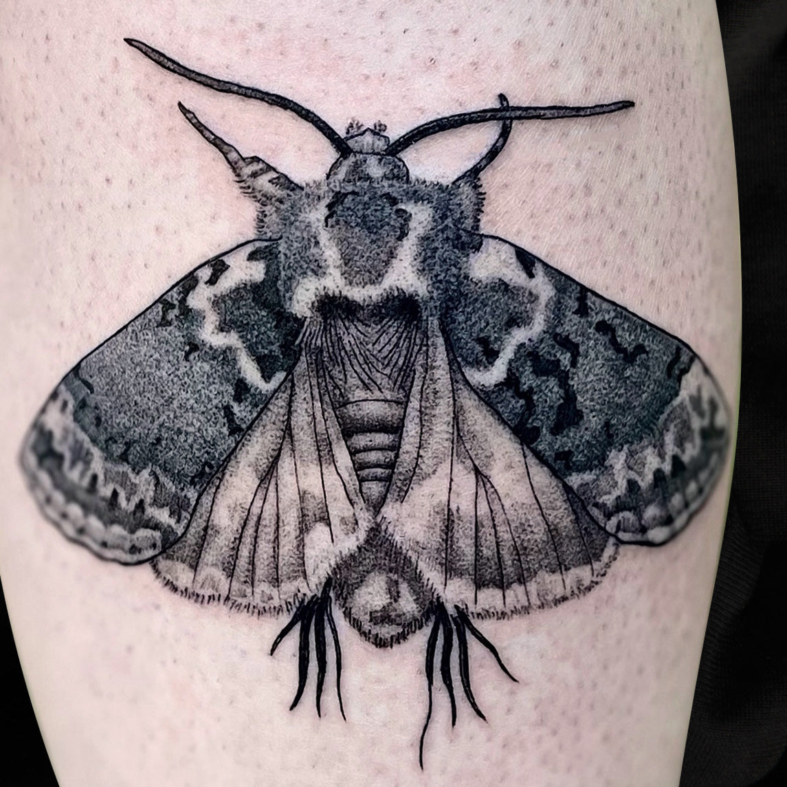 moth tattoo by Danny Schreiber