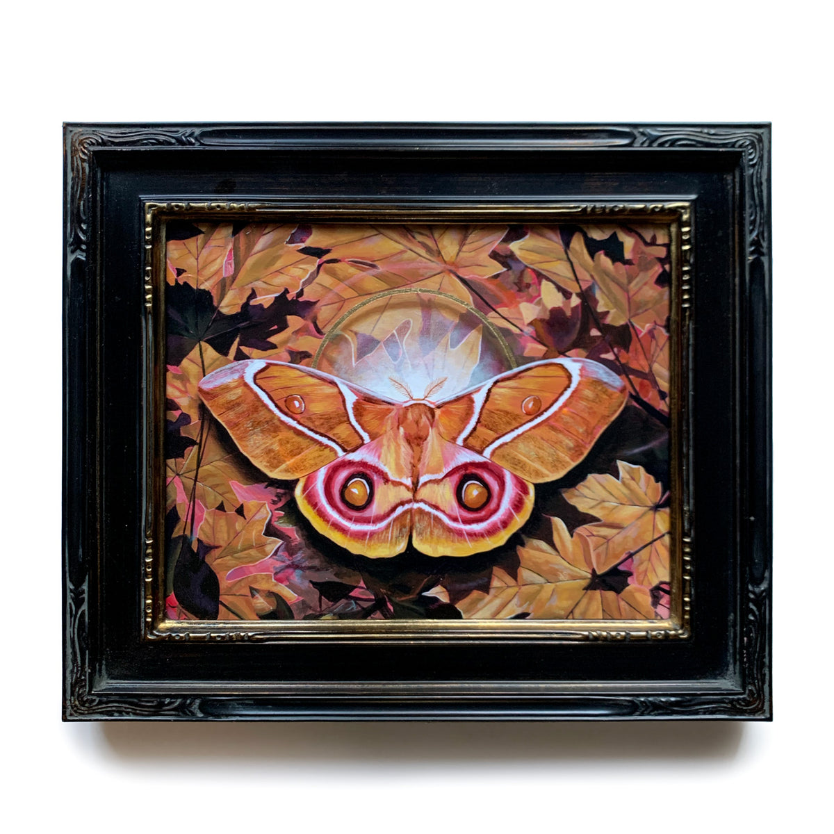 &#39;Entanglement&#39; antherina suraka moth painting with fall leaves