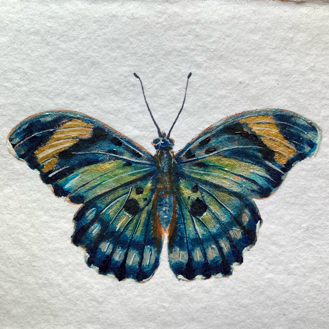 euphaedra janetta blue butterfly painting