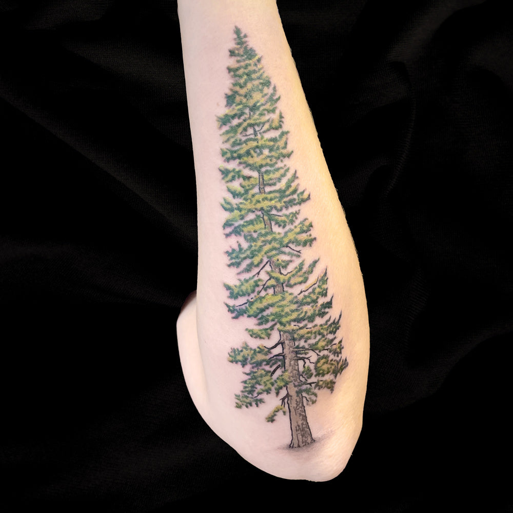color evergreen tree tattoo by Cass
