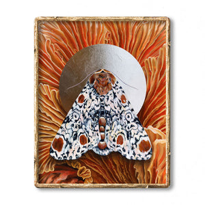'Everything' Harris 3-spot moth mushroom art print