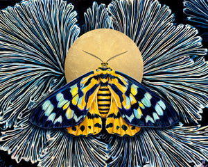 false tiger moth blue yellow moth art 4x5 crop