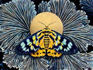 false tiger moth blue yellow moth art