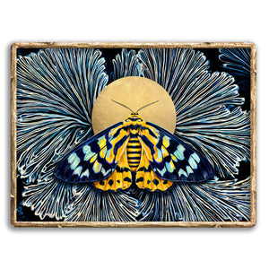 false tiger moth blue yellow moth art