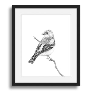 finch bird pencil drawing art print