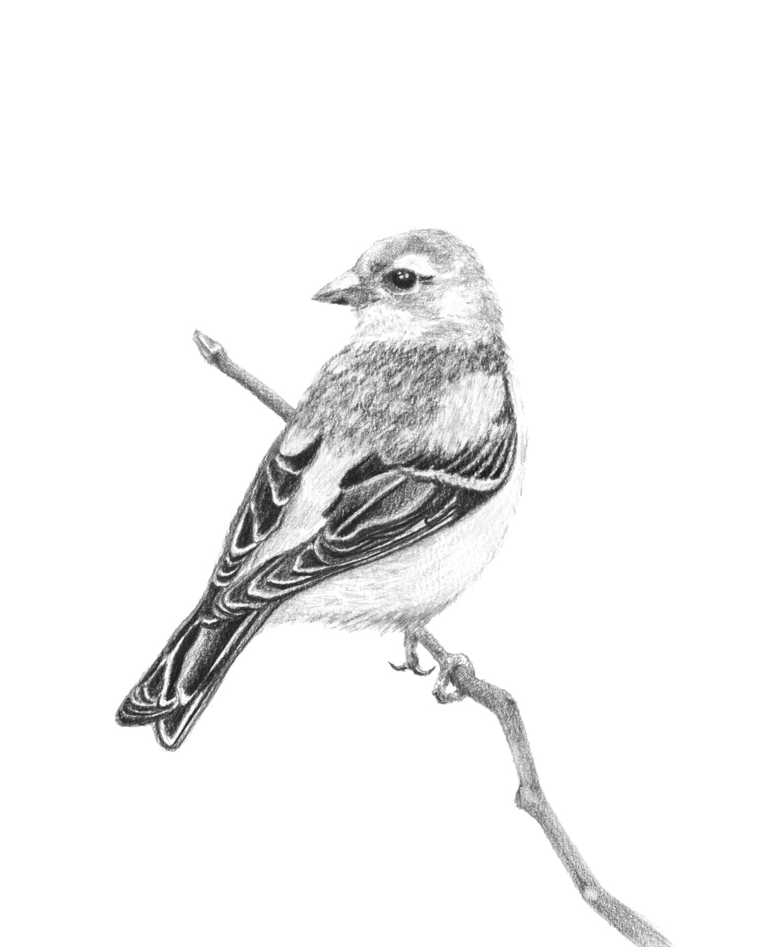 Buy Flying Bird Line Drawing Art Print unframed Online in India - Etsy