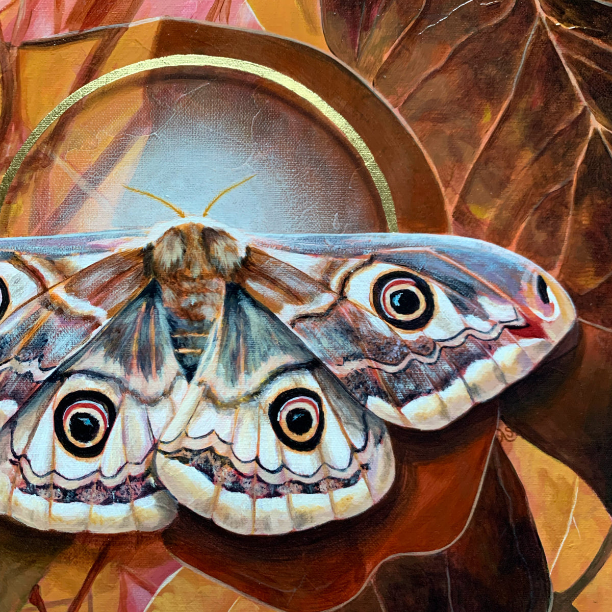 &#39;Glimmer&#39; female emperor moth painting detail