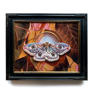 'Glimmer' female emperor moth painting