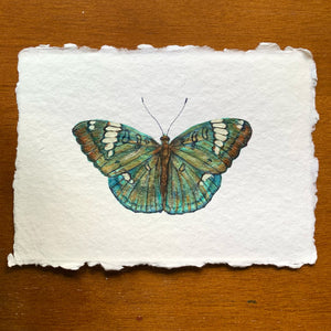 green grand duchess butterfly painting