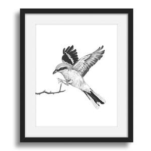 great grey shrike bird art print