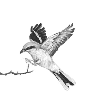 great grey shrike bird art print charcoal drawing