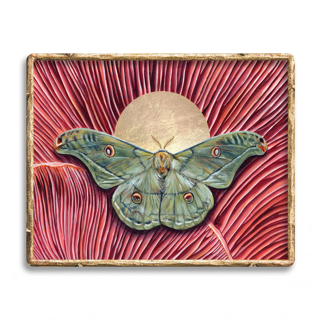 &#39;Harmony&#39; copaxa lavendera green moth pink mushroom art print
