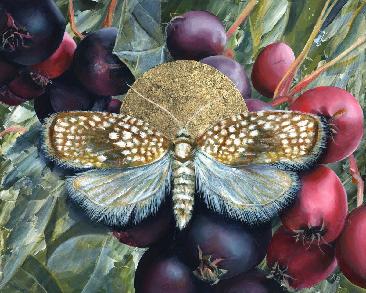"Light Needs Night" Netted Tortrix Moth Art Print