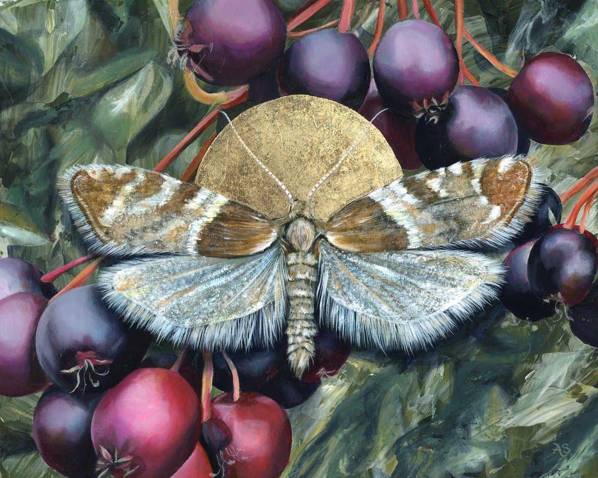 "Life Needs Life" White Lace Epinotia Moth Art Print