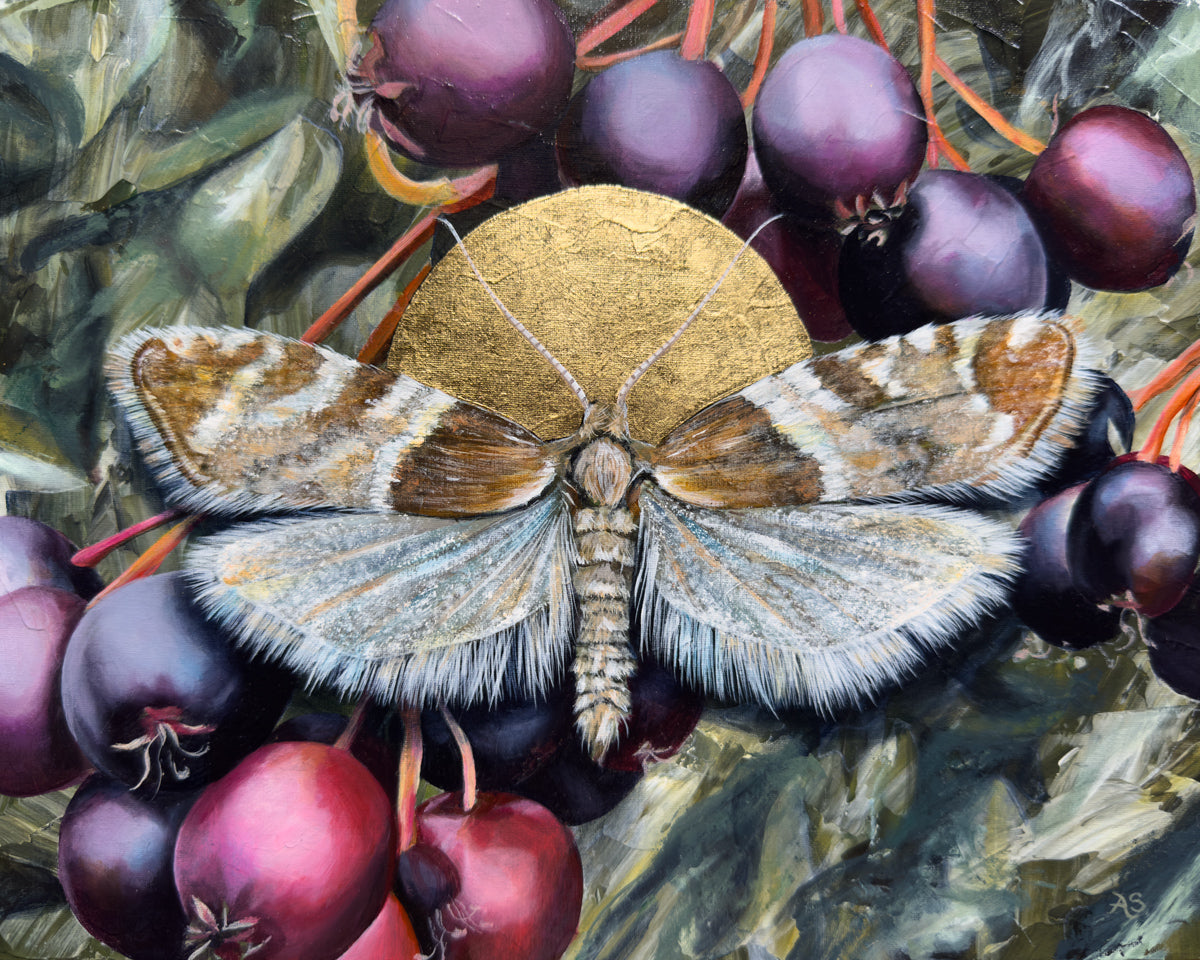 "Life needs life" White Lace Epinotia Moth Painting