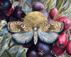 "Light Needs Night" Netted Tortrix Moth Painting