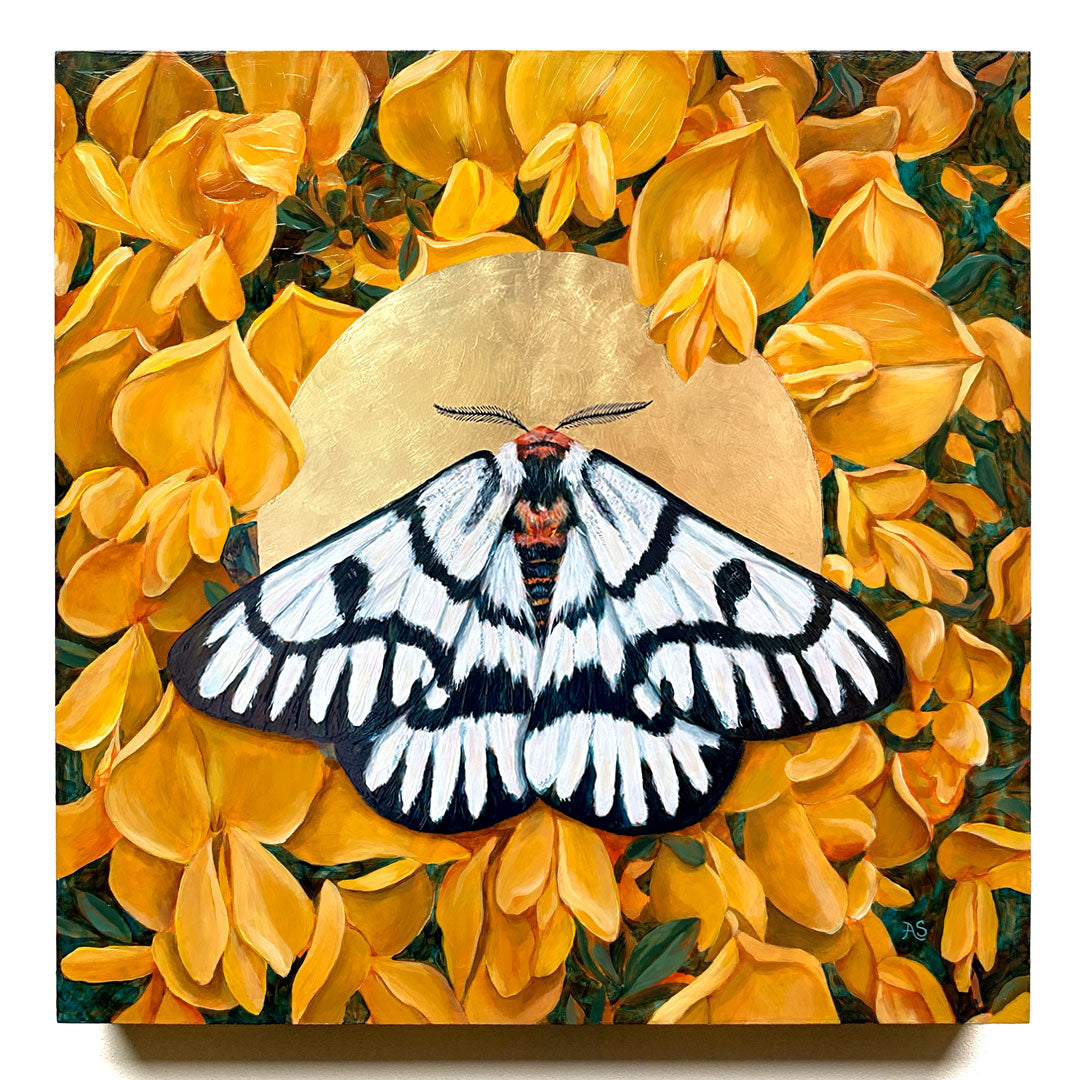 hera buckmoth yellow flower scotch broom moth painting