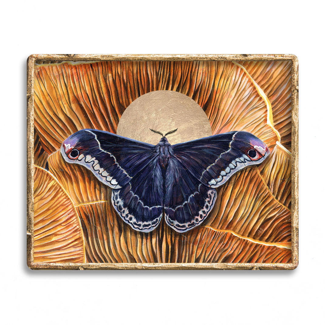 Monarch Butterfly Art Print  Monarch Butterfly Fine Art by Aimee Schreiber  - The Copper Wolf