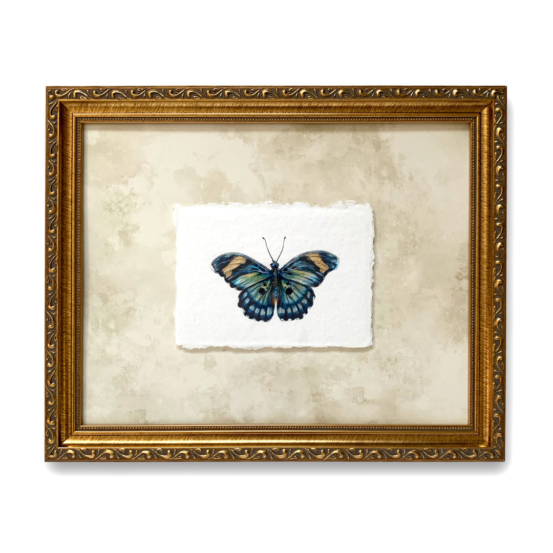 janetta themis forester butterfly painting on paper in gold frame