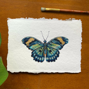 euphaedra janetta blue butterfly painting