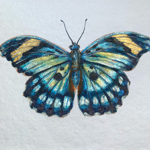 euphaedra janetta blue butterfly painting shimmer detail