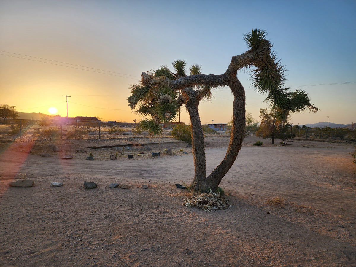 "Sol Powered at Joshua Tree" by Mikaila Tynes