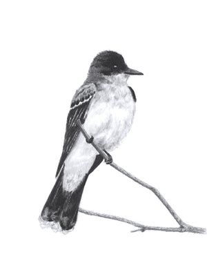 kingbird charcoal art print