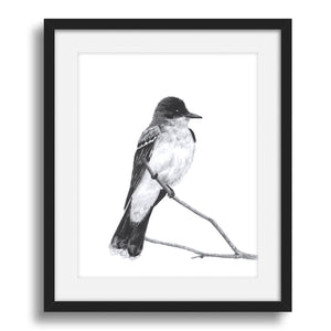 kingbird charcoal bird art print
