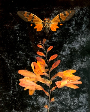 "Orange Cicada" by Lydia Mossbeam