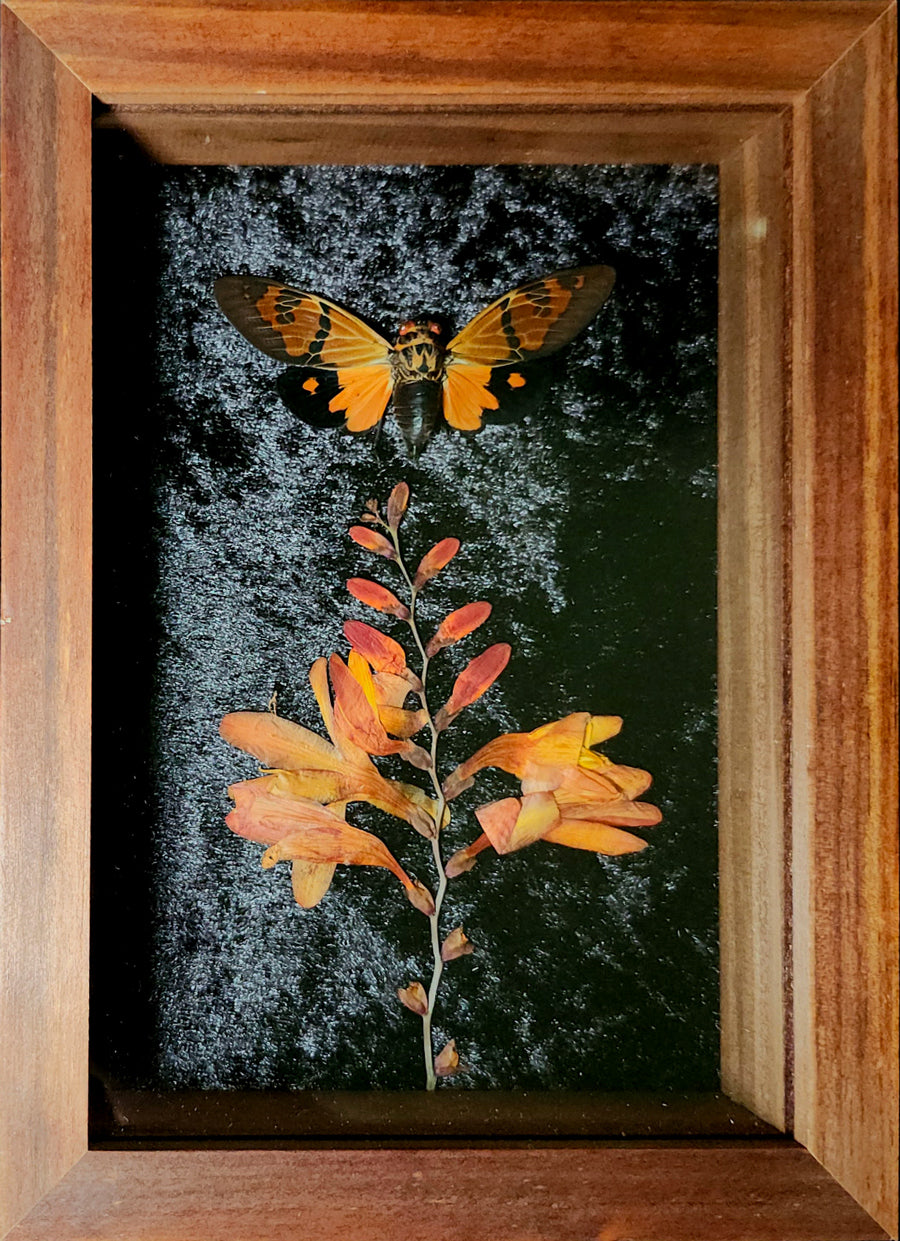 "Orange Cicada" by Lydia Mossbeam