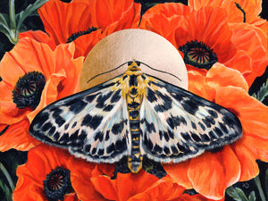 small magpie moth orange poppies art print 30x40 inches