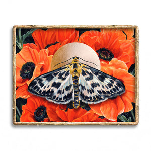 small magpie moth orange poppies art print