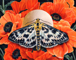 small magpie moth orange poppies art print