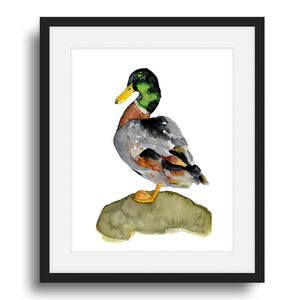 mallard duck art print watercolor in black frame