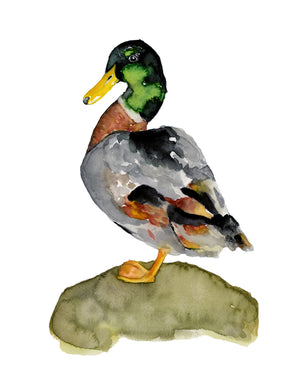 mallard duck art print watercolor