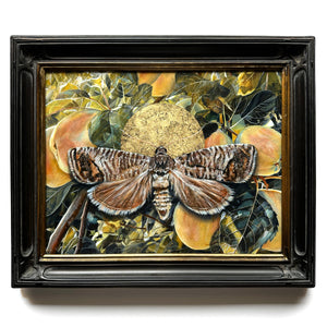 "Not ours alone" Apple Codling Moth Painting