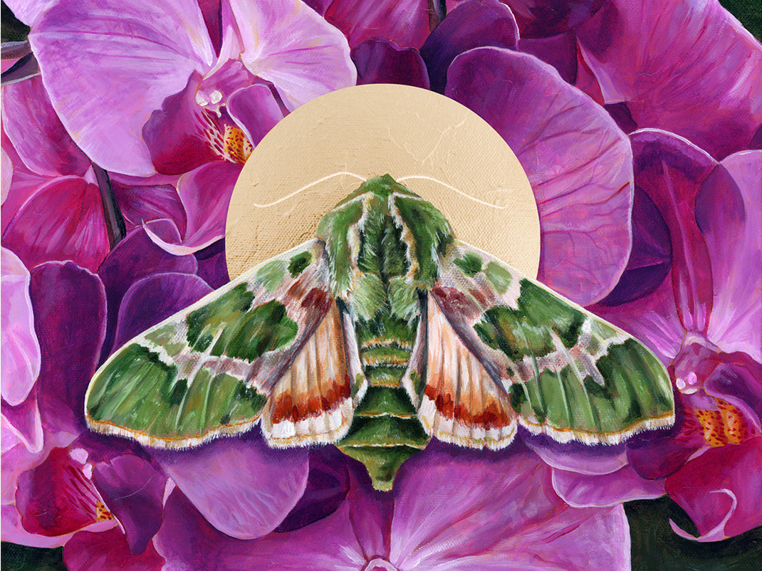 &quot;Inhale&quot; Pacific Green Sphinx Moth Orchid Art Print